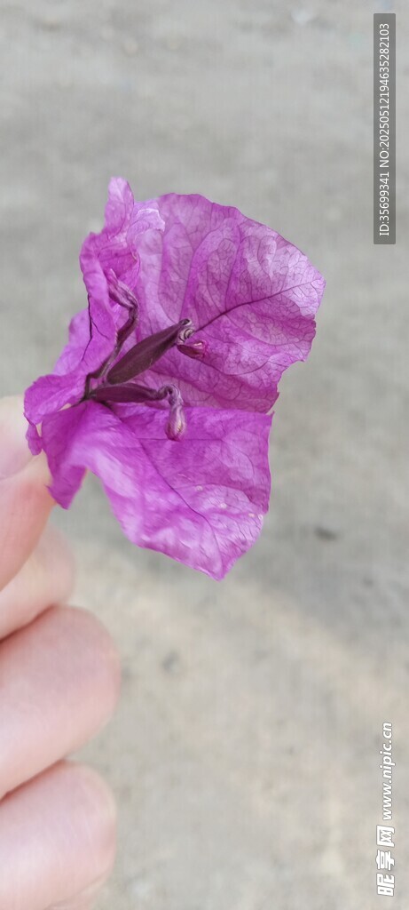 手托紫色喇叭状花朵