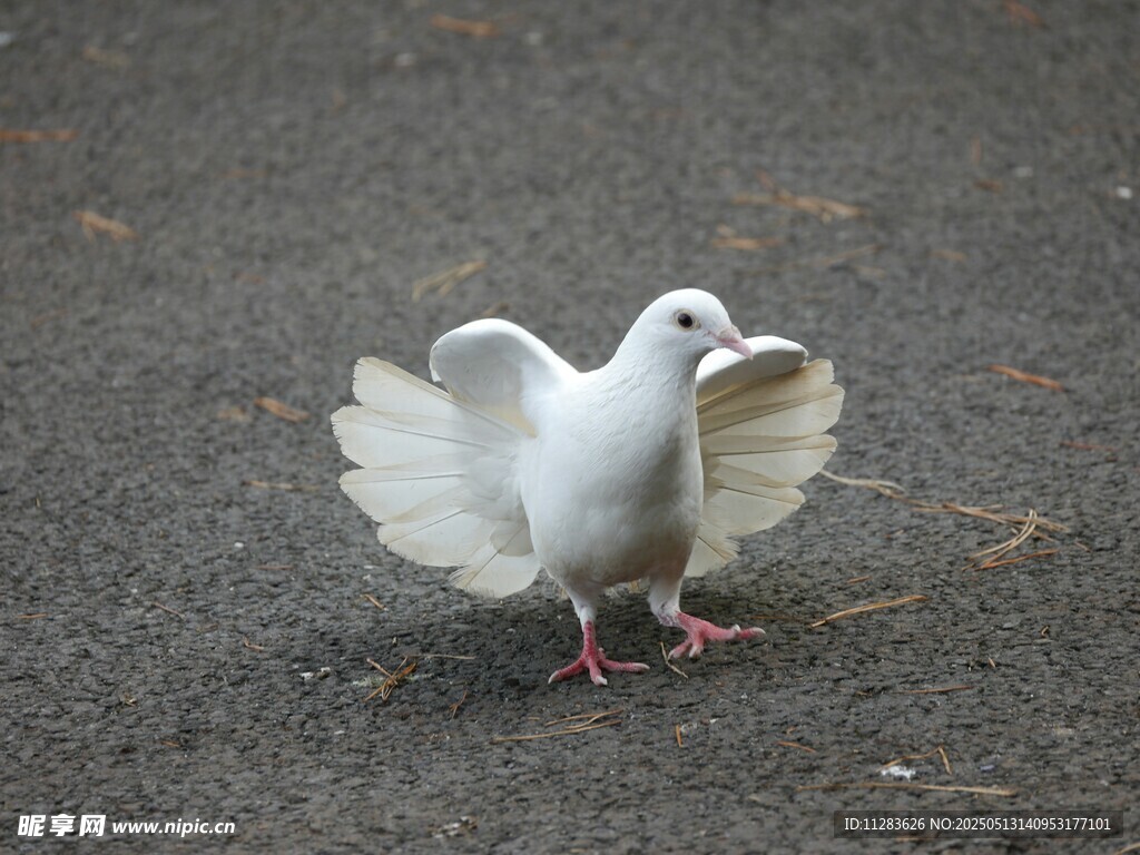 展翅白鸽于地面