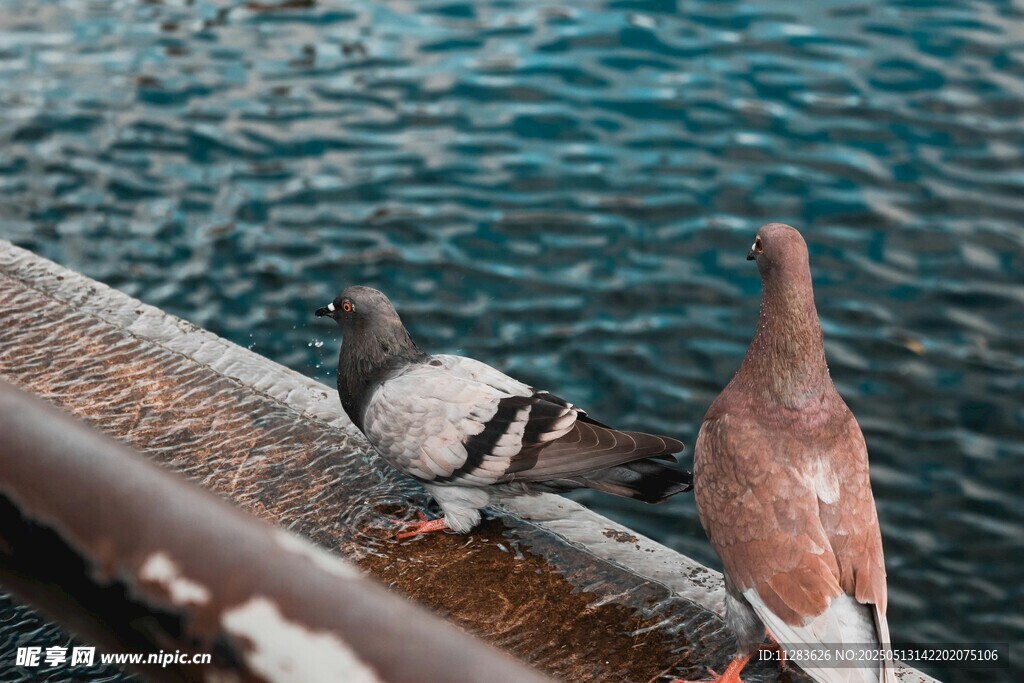 水边栏杆上的两只鸽子