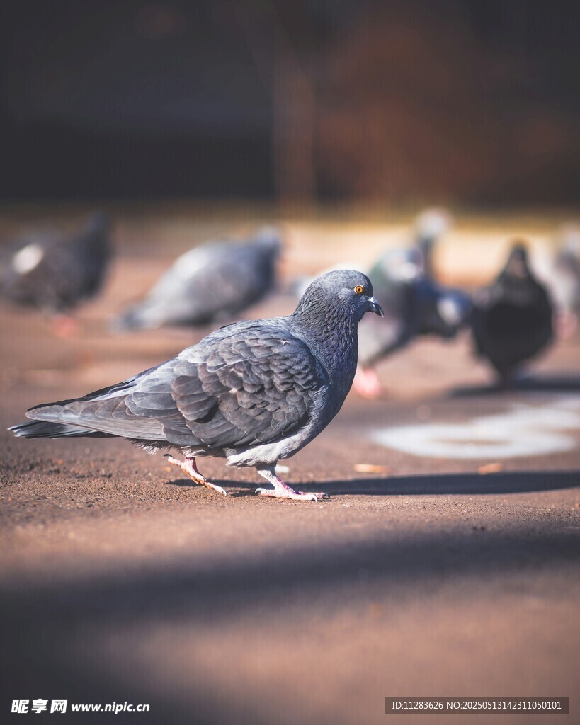 地面上的一群鸽子