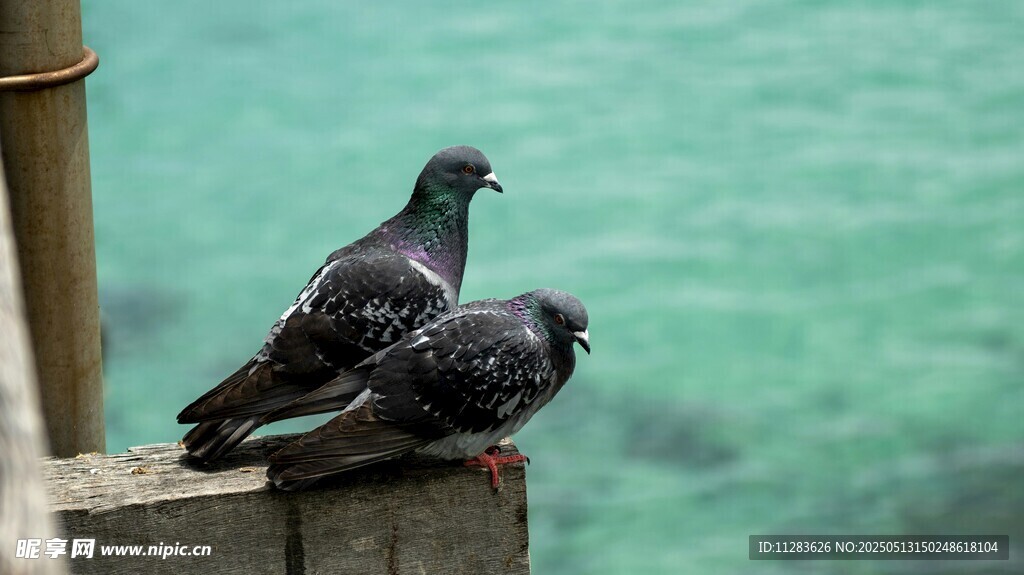 海边石台上的两只鸽子