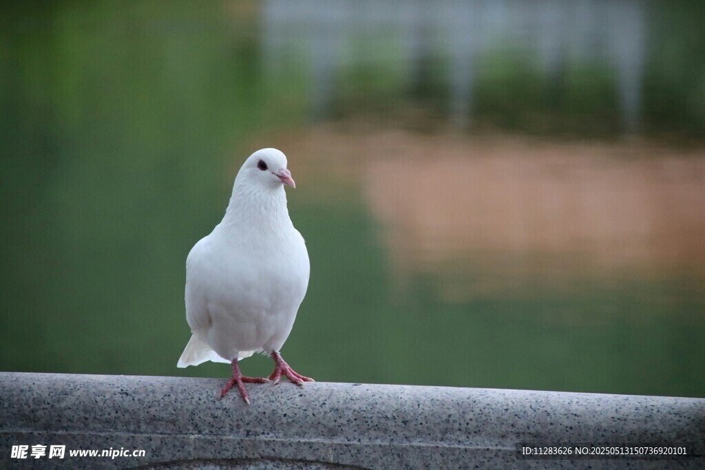 白鸽静立栏杆