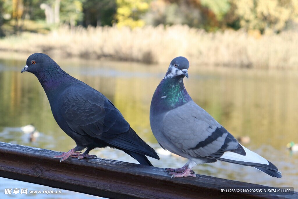 两只鸽子立于栏杆上