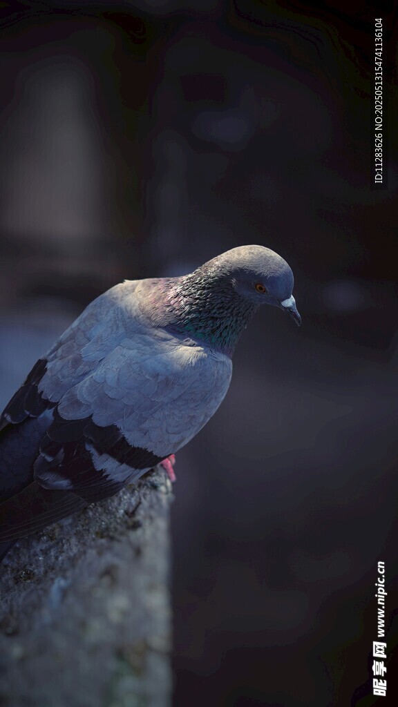 栖息的灰鸽