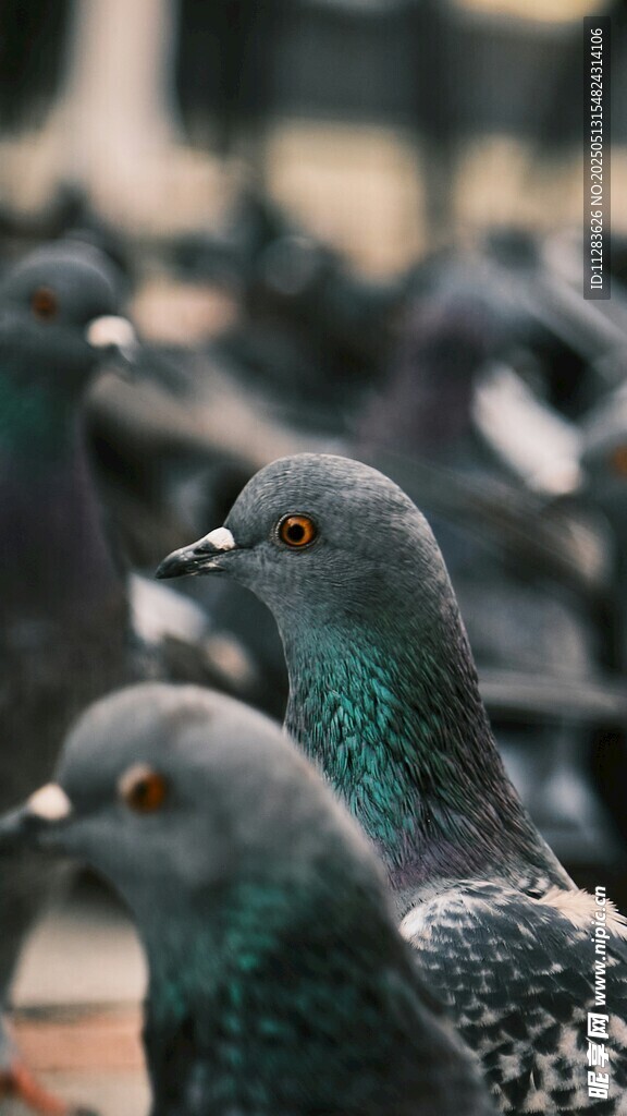 鸽群特写