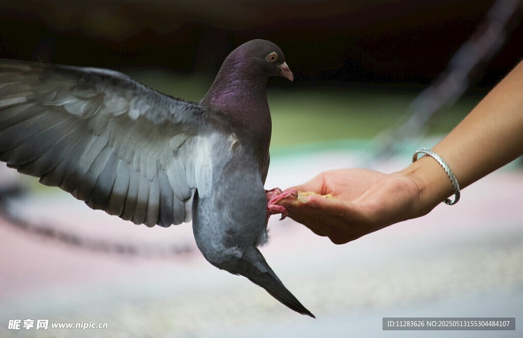 手畔鸽子展翅瞬间