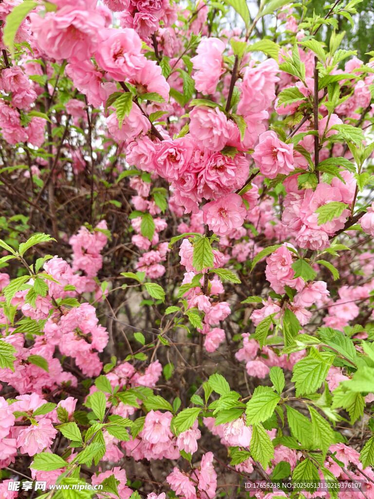 盛开的粉色繁花
