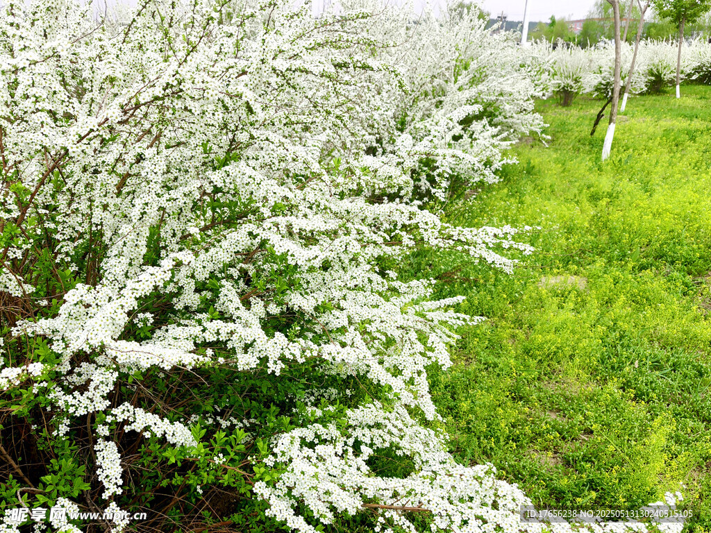 春日繁花盛开的美丽树景