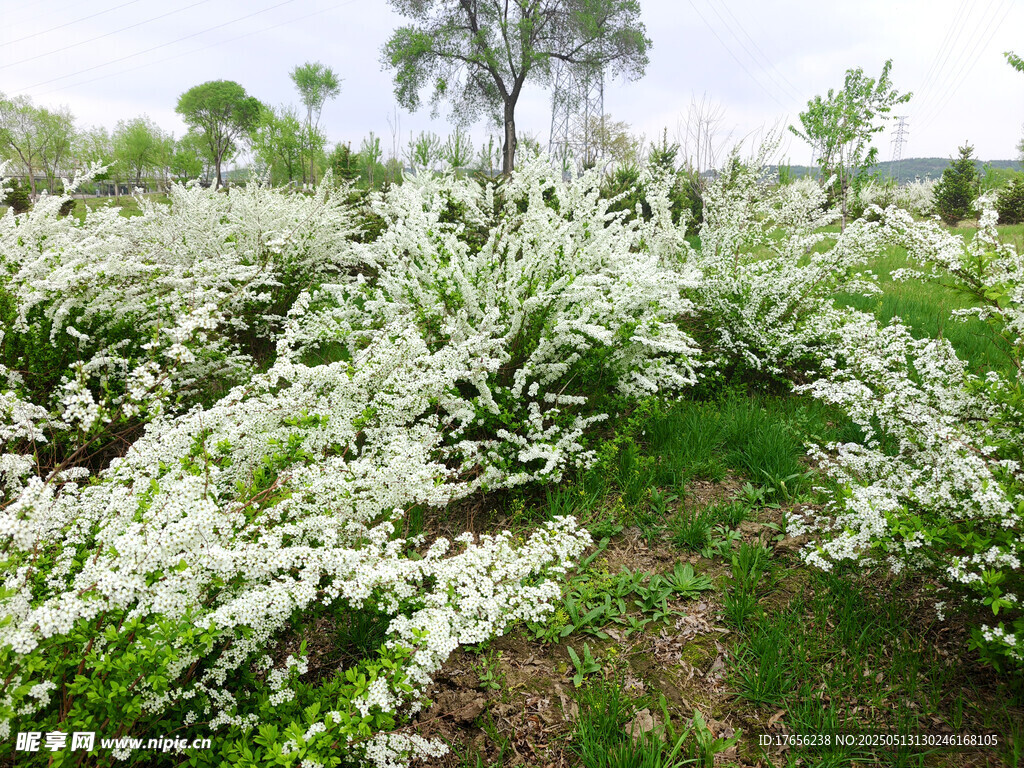 春日繁花盛开的烂漫景象