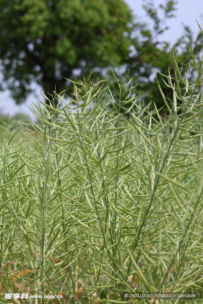 油菜成熟