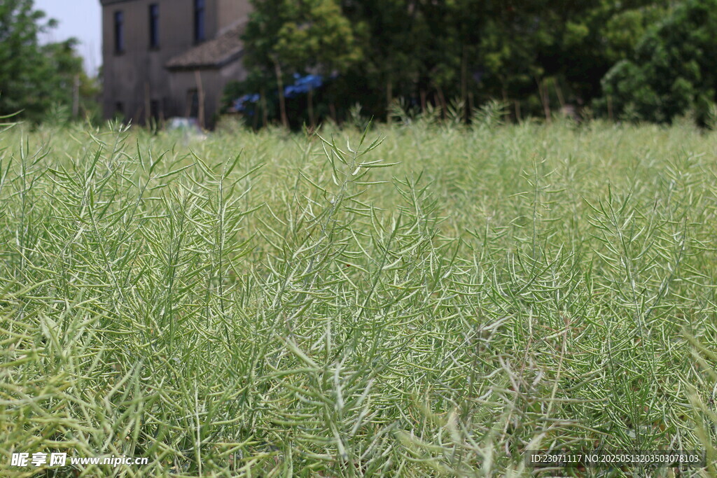 油菜成熟