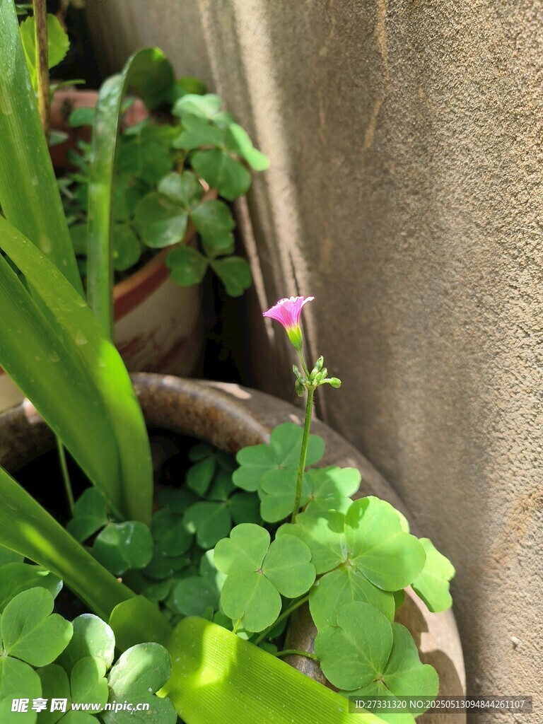 墙边盆栽里的清新小花