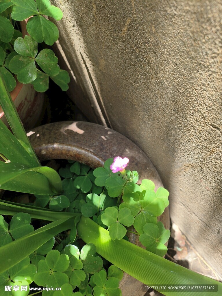 墙角绿植与绽放小花