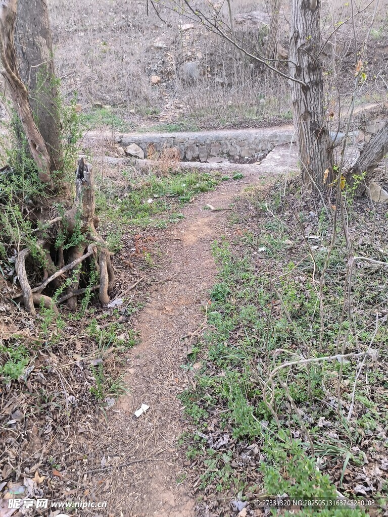 林间小径春意初显