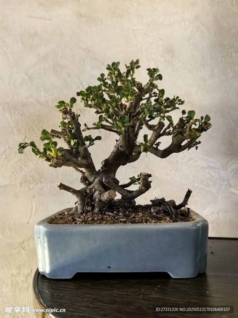 精致盆景展现自然之美