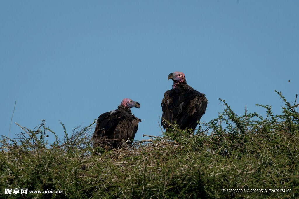 两只秃鹫立于草丛之上