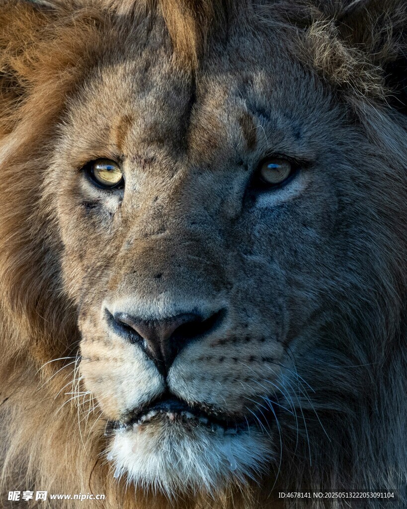 威严雄狮特写
