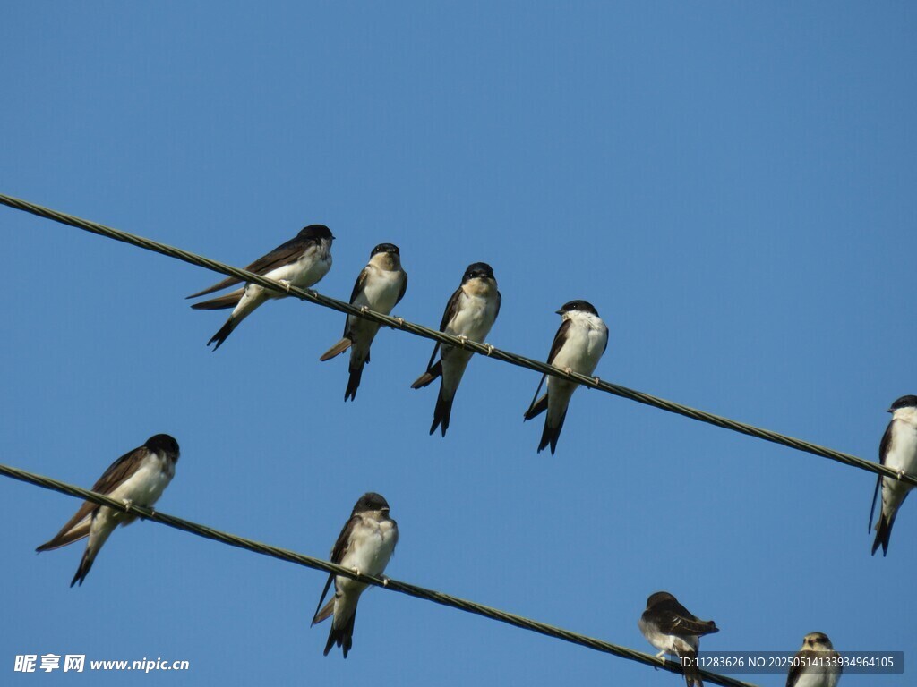电线上的燕子群