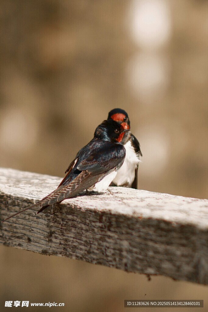 木栏上的燕子