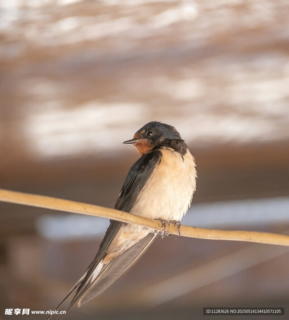 栖息于杆上的可爱小燕子