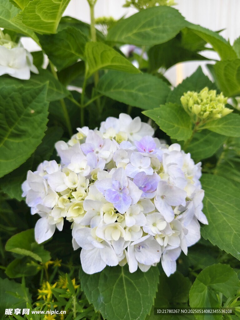 清新绣球花绽放绿叶间