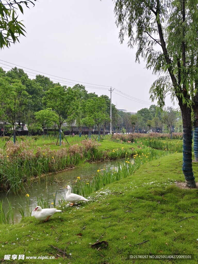 河畔绿景 白鹭悠然栖息