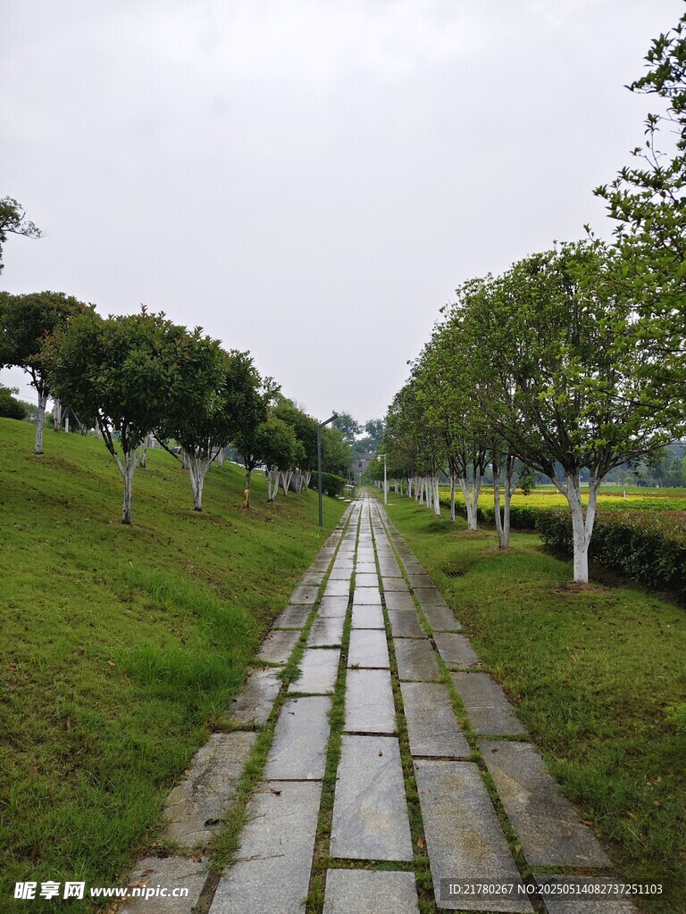 林间石板小径绿意盎然