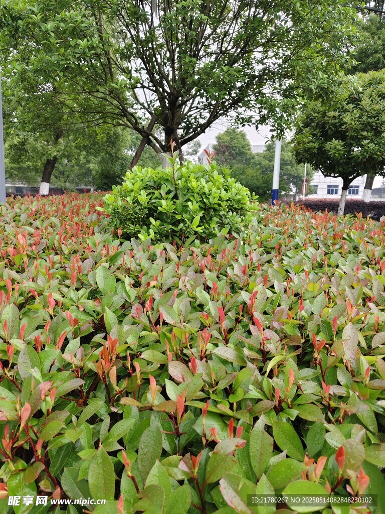 绿叶红边的繁茂植物景观