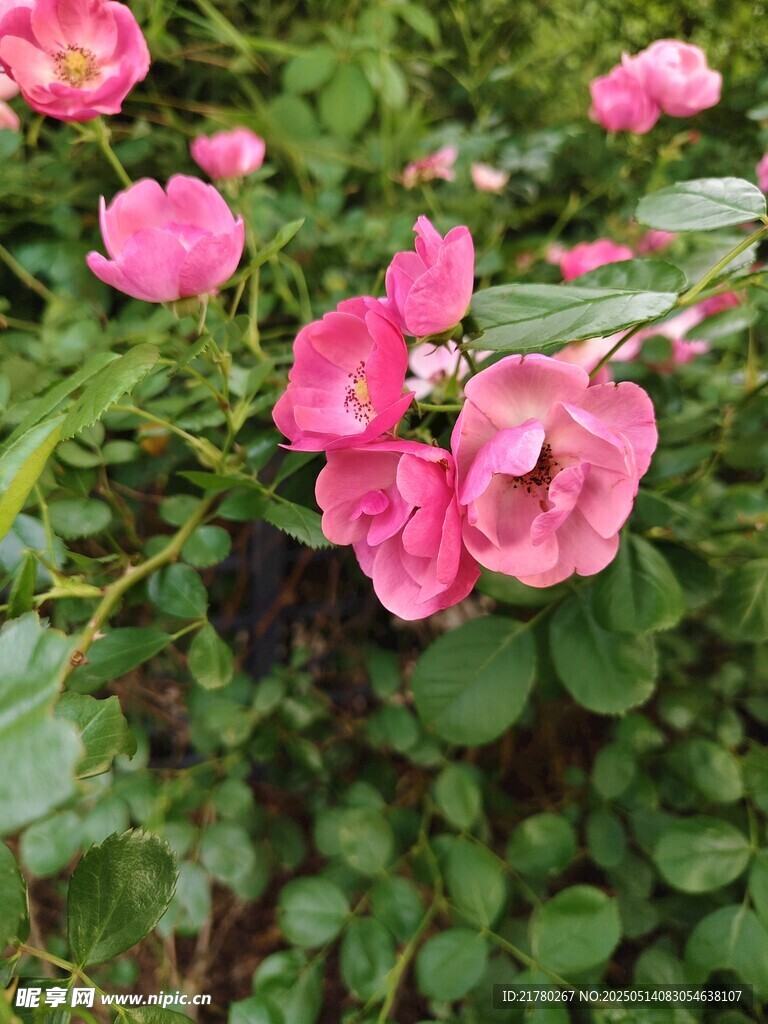 娇艳粉色月季花绽放