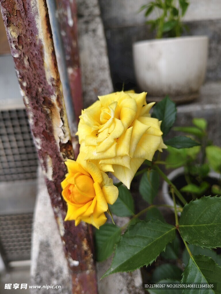 墙边绽放的两朵黄玫瑰