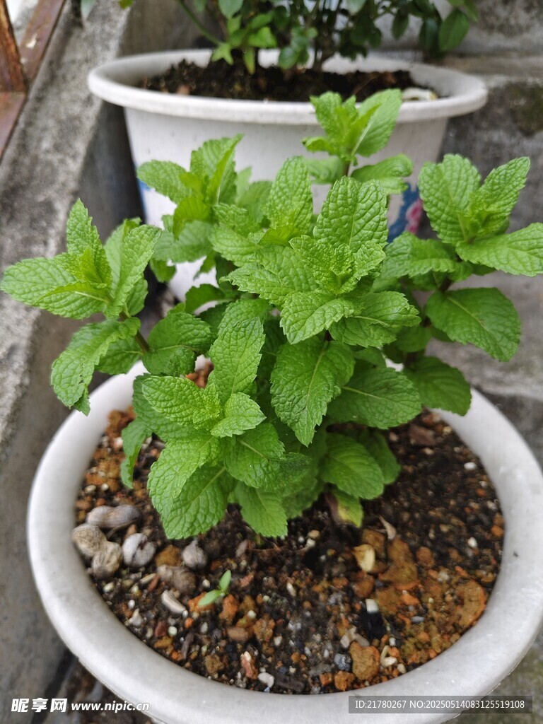 盆栽薄荷 绿意盎然