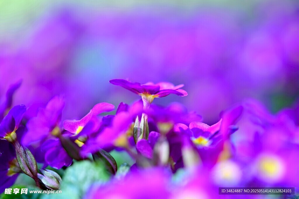 报春花紫色烂漫小花绽放瞬间