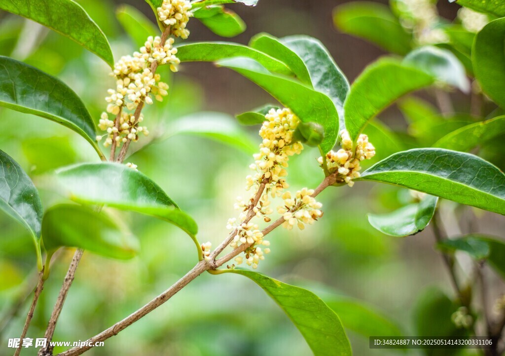 桂花枝叶特写