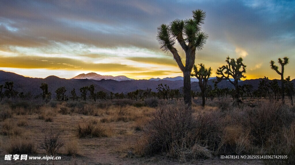 沙漠黄昏中的约书亚树景观
