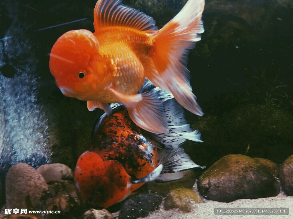 灵动金鱼在水族箱中游弋