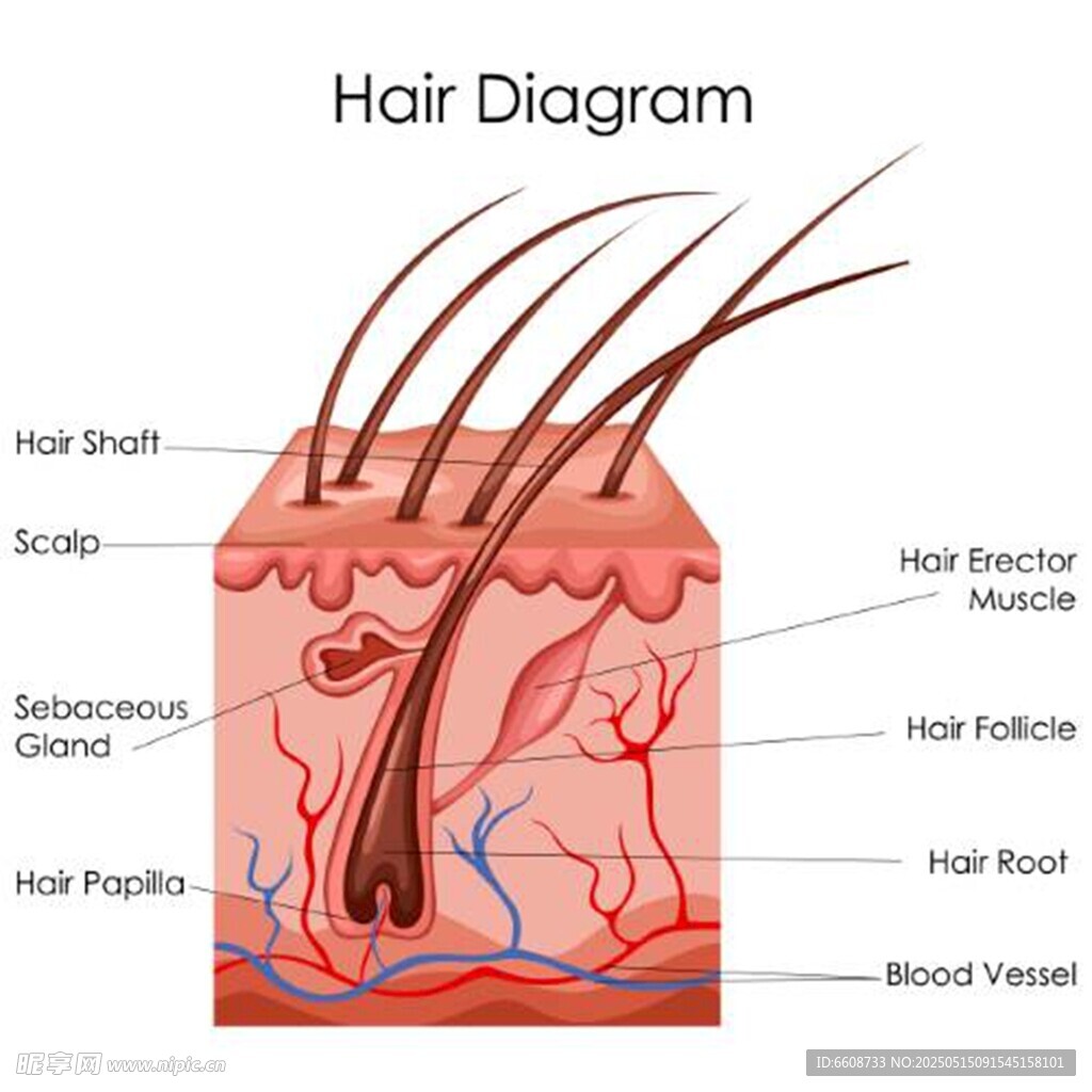 毛发结构解剖示意图