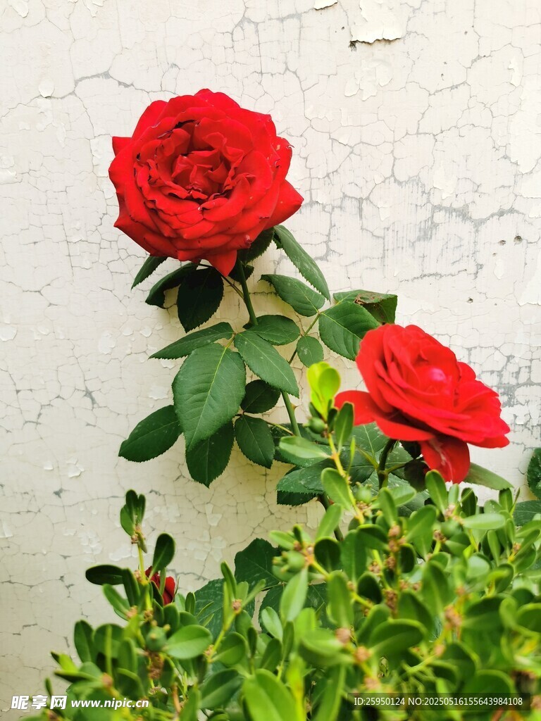 两朵娇艳红玫瑰绽放