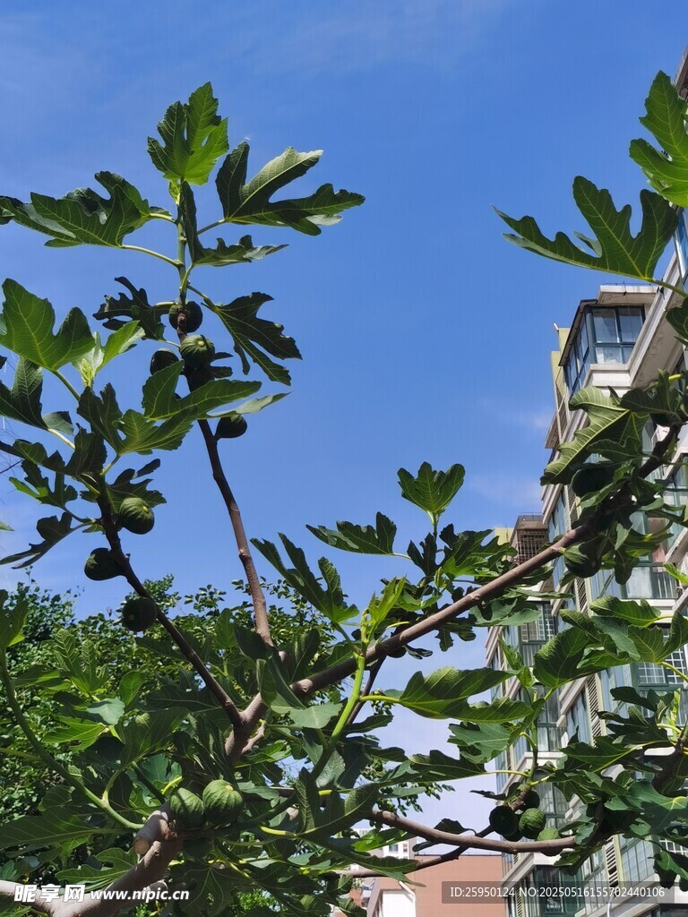 绿叶蓝天映衬下的建筑