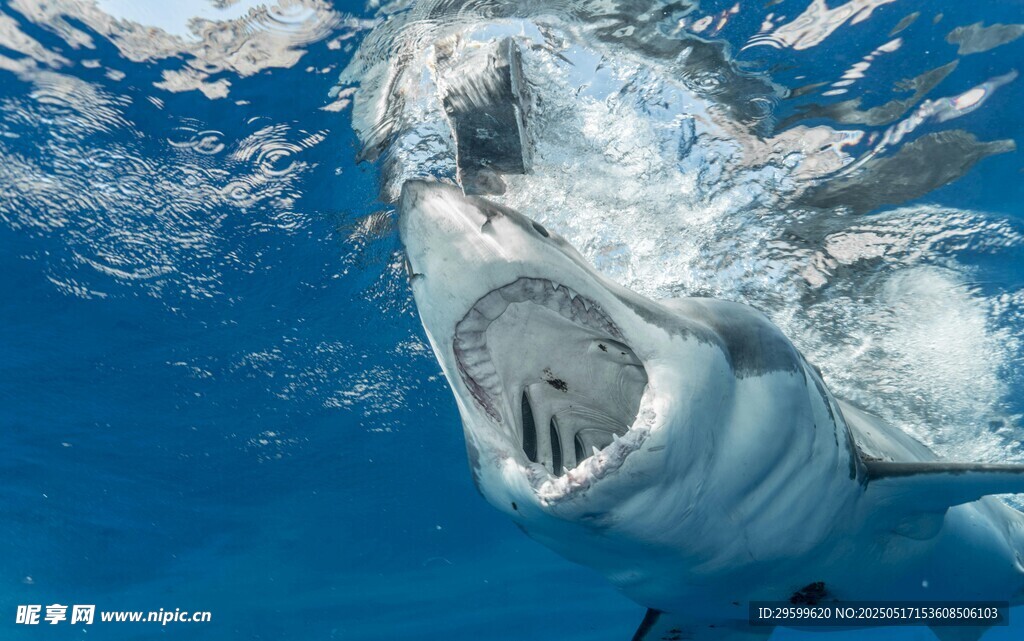 深海中张开大口的凶猛鲨鱼