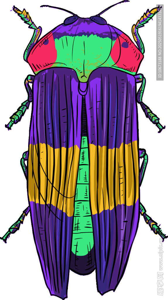 彩色条纹甲虫插画