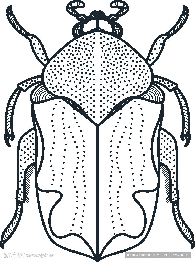 甲虫黑白线条插画