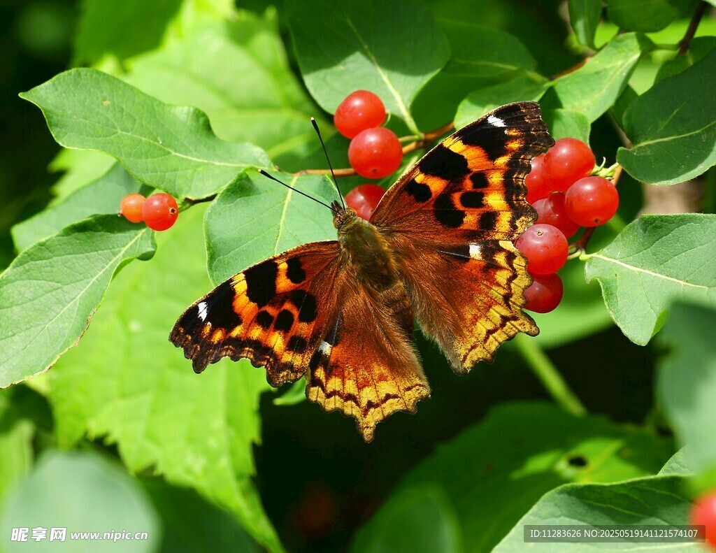 彩蝶停驻红果绿叶间