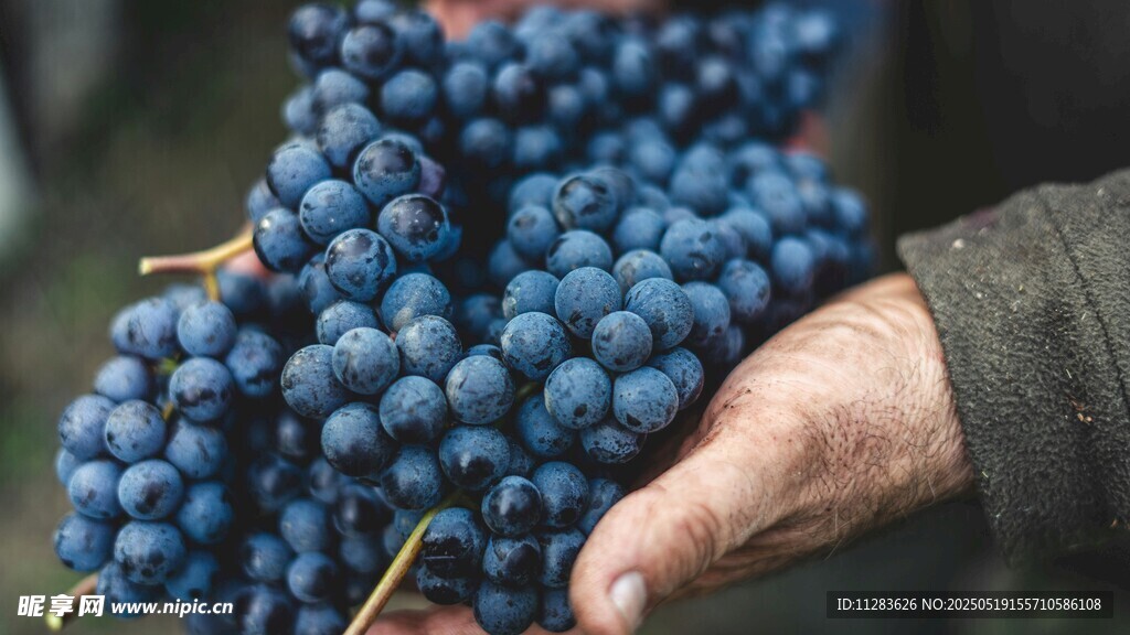手捧饱满紫葡萄