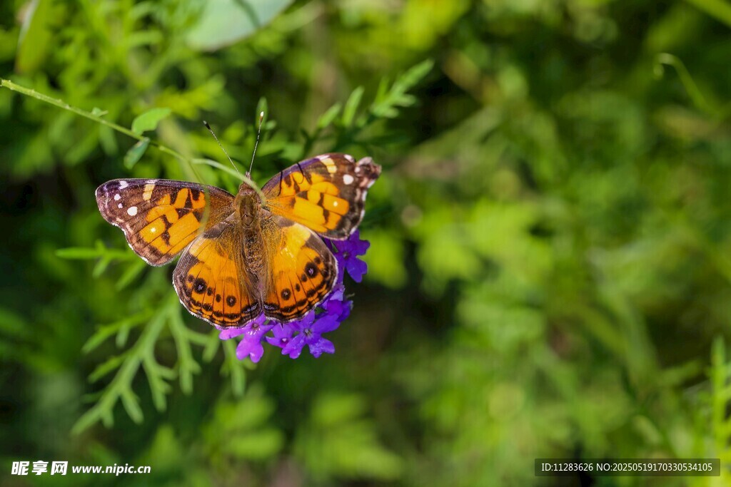 彩蝶停驻紫色花朵上