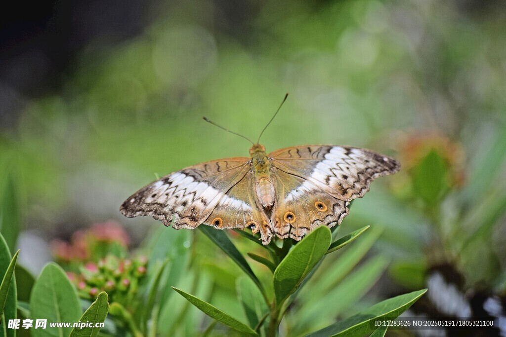 栖息于绿叶上的美丽蝴蝶