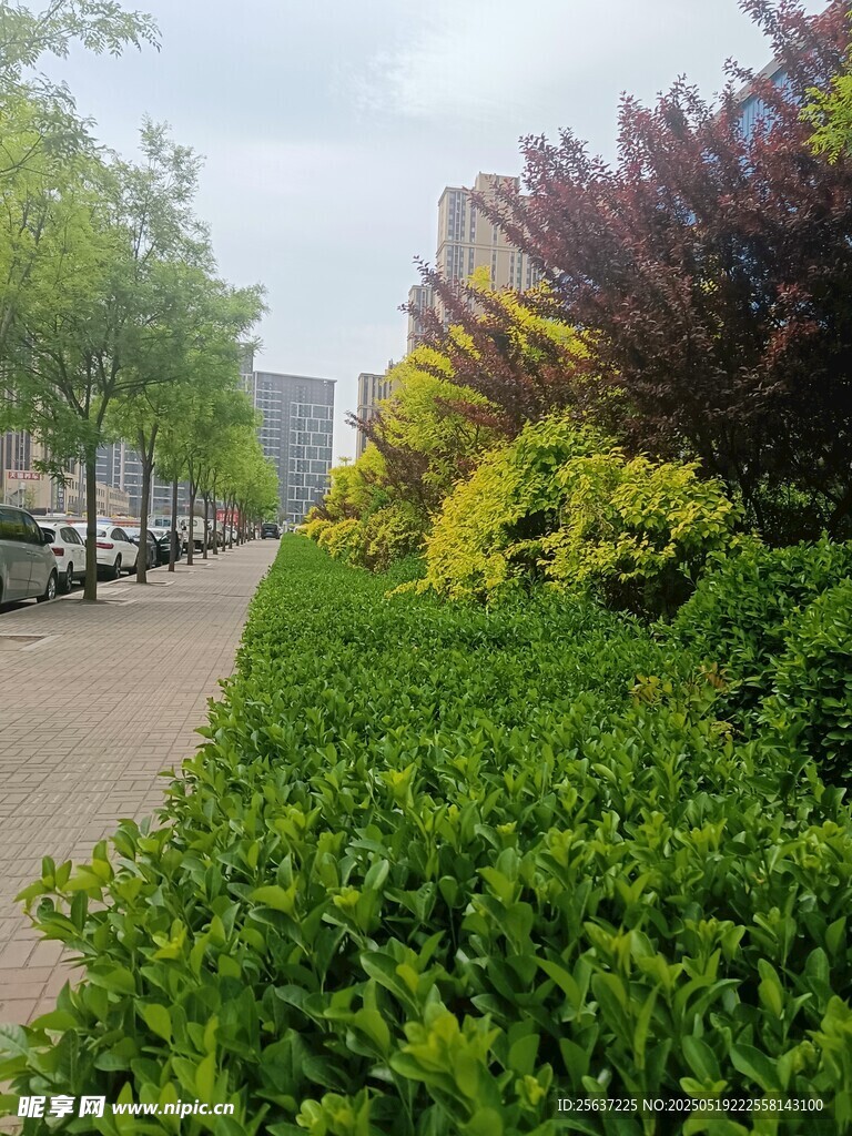 城市路边多彩绿植景观