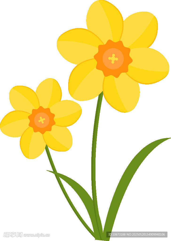 两朵黄色水仙花插画