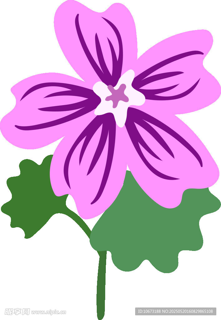 紫色锦葵花插画