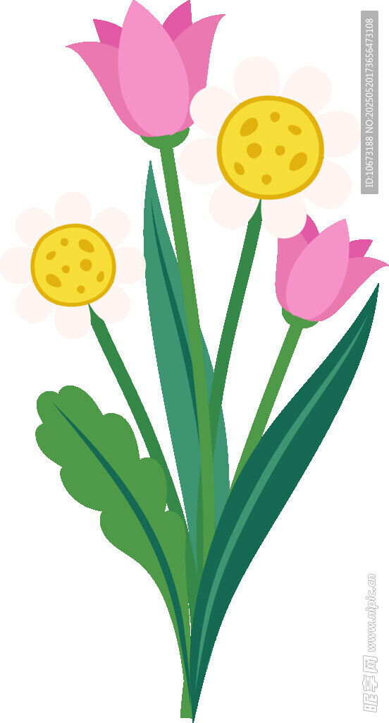 粉色郁金香插画花朵图