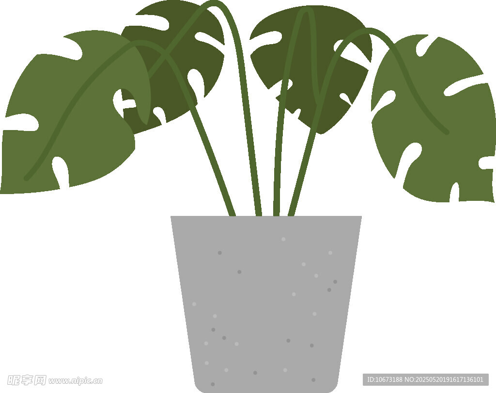 盆栽龟背竹插画